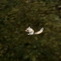 AR-creature-Eichhoernchen.jpg